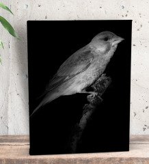 BK Gift Kanarya Tasarımlı Dekoratif Mini Kanvas Tablo 15x20cm-1