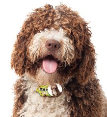 BK Gift Evcil Dostlara Özel İsimli 2’li Ahşap Pet Tasma Künyesi - Model 3-6